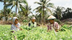 Kebun Hortikultura Jadi Ruang Kemandirian Perempuan di Pulau Obi