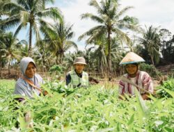 Kebun Hortikultura Jadi Ruang Kemandirian Perempuan di Pulau Obi